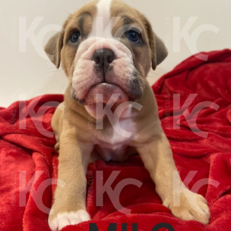 MILO