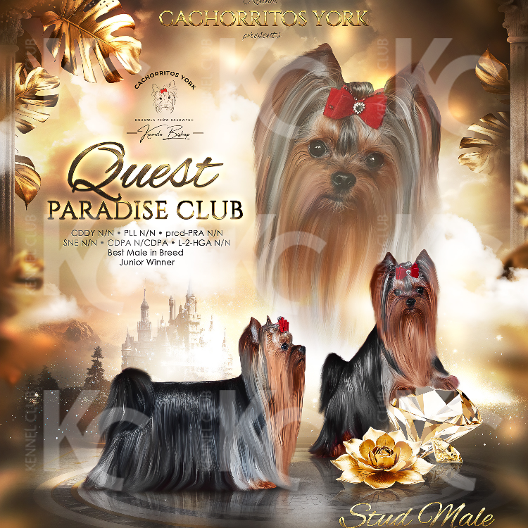 QUEST PARADISE CLUB