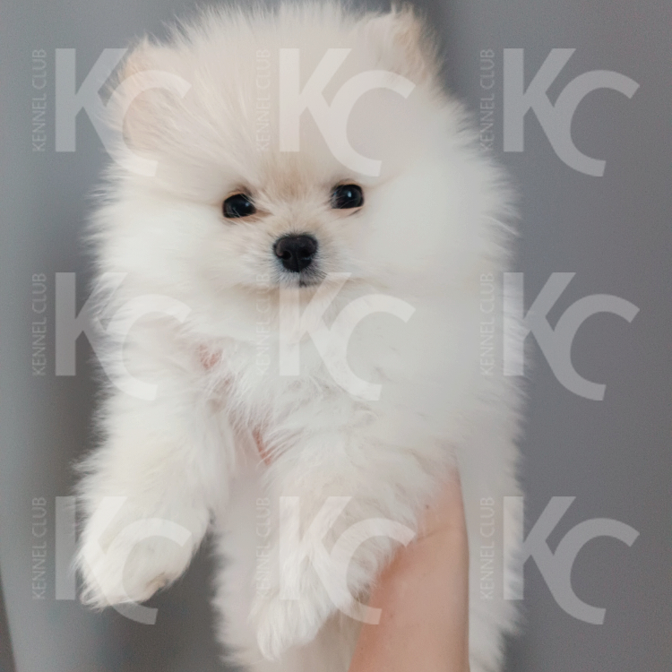 MIKO
