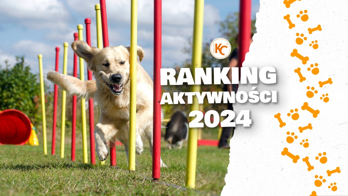 Ranking Aktywnośći 2024