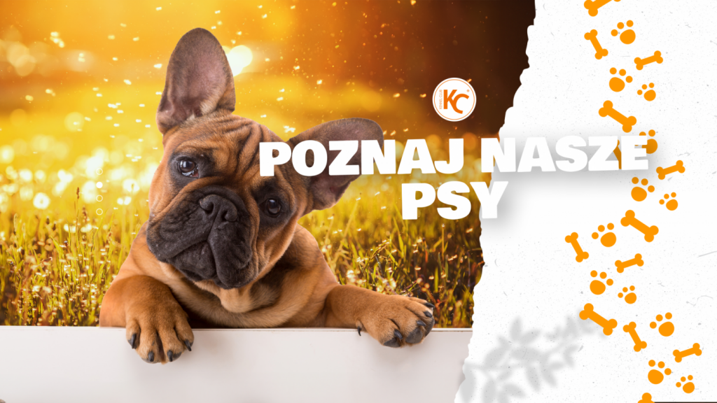 Poznaj nasze psy